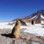 Bolivie - RENARD