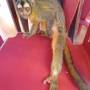 Bolivie - 