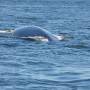 Canada - Et baleine à babord !!