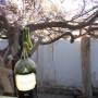 Argentine - 