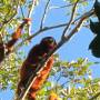 Bolivie - les singes hurleurs