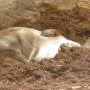 Canada - Loutre au Biodôme de Montréal