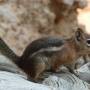 USA - Chipmunk