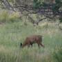 USA - Biche de Bryce