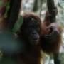 Indonésie - Bukit lawang