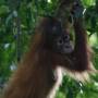 Indonésie - Bukit lawang