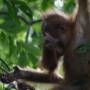 Indonésie - Bukit lawang