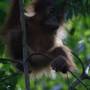 Indonésie - Bukit lawang