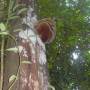 Indonésie - Bukit lawang
