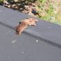 Indonésie - Chauve souris morte dans le parc national