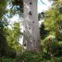 Nouvelle-Zélande - Paihia - Hamilton