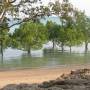 Australie - Mangrove à Darwin