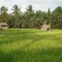 Indonésie - riziere UBUD