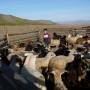 Mongolie - Tri des chevres et moutons pour la traite