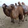 Mongolie - 