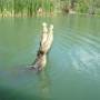 Australie - crocodile en plein boulot