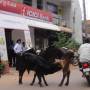 Inde - 