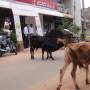 Inde - 