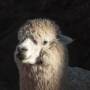 Pérou - Alpaca