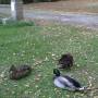 France - Camping de Tarascon
