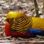 Australie - 