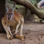 Australie - 