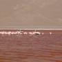 Bolivie - Laguna Colorada