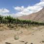 Argentine - Vignes Cafayate