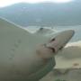 Australie - 