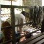 Laos - Massage dans un temple et spa aux herbes