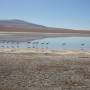 Bolivie - Flamants roses