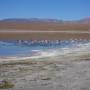 Bolivie - Flamants roses 2