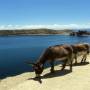 Bolivie - Île du soleil