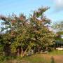 Cambodge - 