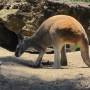 Australie - 