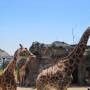 Australie - 