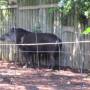 Australie - 