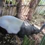 Australie - 