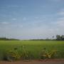 Cambodge - a 2 pas des temples