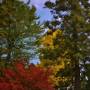 Japon - 