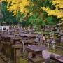Japon - 