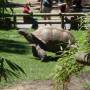 Australie - 