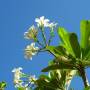 Australie - Fleur de frangipanier