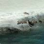 Argentine - lions de mer