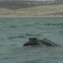 Argentine - Excurtion baleines 3