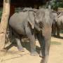 Laos - Elephant Village