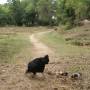 Laos - Une poule sur un... chemin