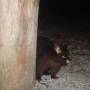 Australie - Oppossum