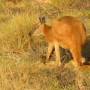 Australie - Kangaroo