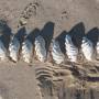 Australie - Collection de coquillages
